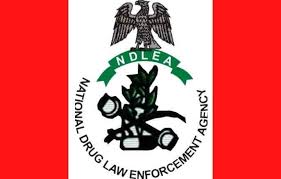 NDLEA seizes 1,455kg cannabis in Edo 5 NDLEA seizes 1,455kg cannabis in Edo