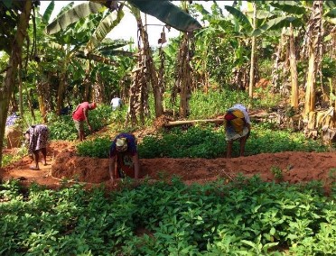 Curbing Insecurity, Investing in Rural Infrastructure are Key to Nigeria's Agri-Potential