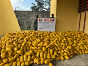 NDLEA Intercepts Drug-Laden 'Green Tea' at Lagos Airport, Arrests Across States Net Over 1.8 Tons of Narcotics 4 NDLEA intercepts drug-laden green tea at Lagos airport, seizes over 1.8 tons of narcotics nationwide in major crackdown on trafficking and abuse.