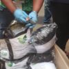 NDLEA Uncovers Massive Drug Smuggling Plot in ‘Green Tea’ Packaging