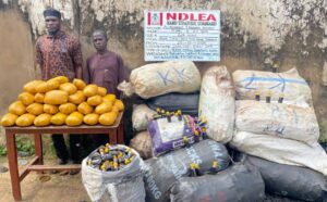 75-Year-Old Grandpa Arrested as NDLEA Destroys 178,000kg Skunk in Taraba Forest, Recovers ₦7.9m Cash