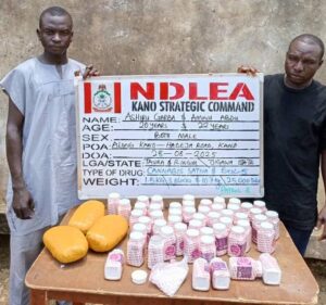 75-Year-Old Grandpa Arrested as NDLEA Destroys 178,000kg Skunk in Taraba Forest, Recovers ₦7.9m Cash