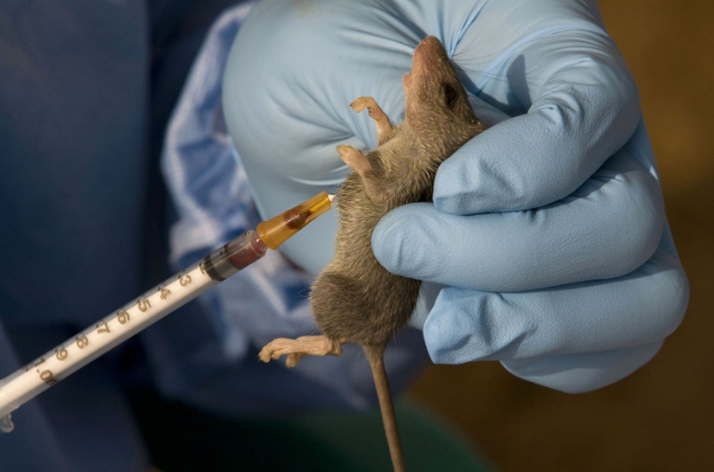 Lassa Fever Kills 229 in Nigeria as NCDC Confirms Fresh Cases 2 Lassa Fever Kills 229 in Nigeria as NCDC Confirms Fresh Cases